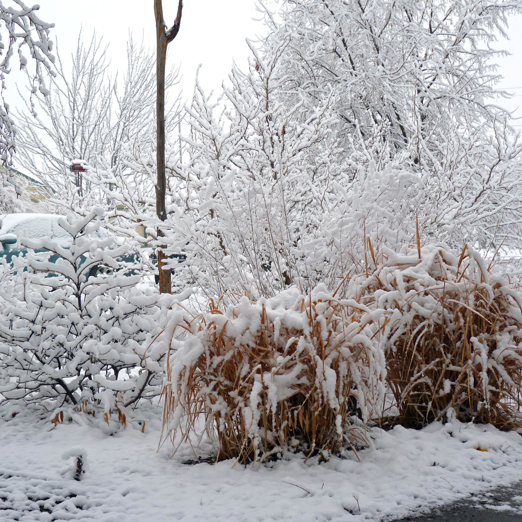 Укрываем кусты снегом. Свежий пушистый снег укрыл землю. Морозостойкость и зимостойкость деревьев. Укрытие снегом растений. Снегом укрыты дома